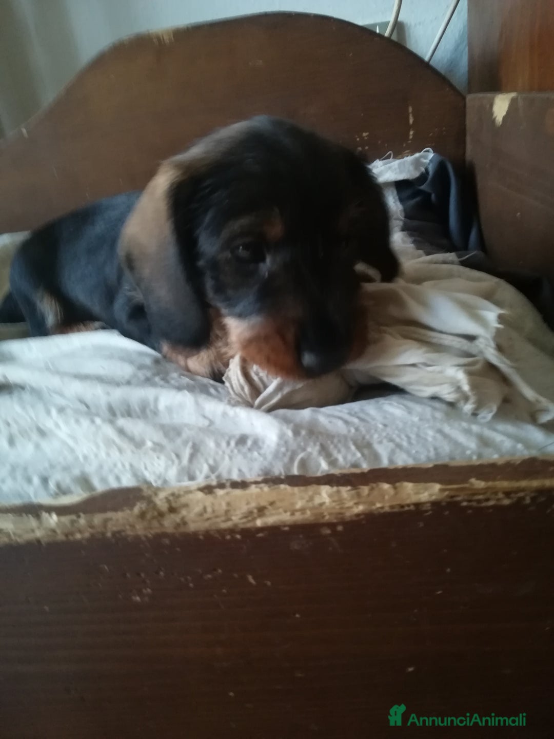 Bassotto cani in vendita: Bassotto pelo duro  - Annuncio 5