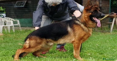 Pastore Tedesco cani a Provincia di Pavia - Annuncio 7