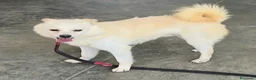 Meticcio cani in regalo: Leon 6 anni Taglia piccola  - Annuncio 5