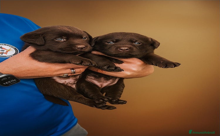 Labrador cani - Annuncio 7