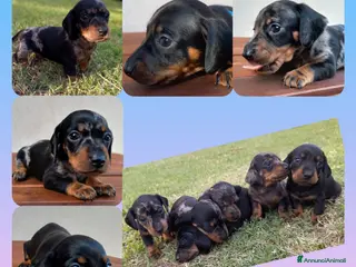 Bassotto cani Bassotti pelo corto - Annuncio 1