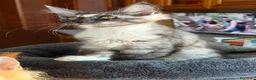 Maine Coon gatti in vendita: Gattini Maine Coon - Annuncio 23