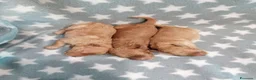Barboncino cani in vendita: Barboncini nani cuccioli - Annuncio 3