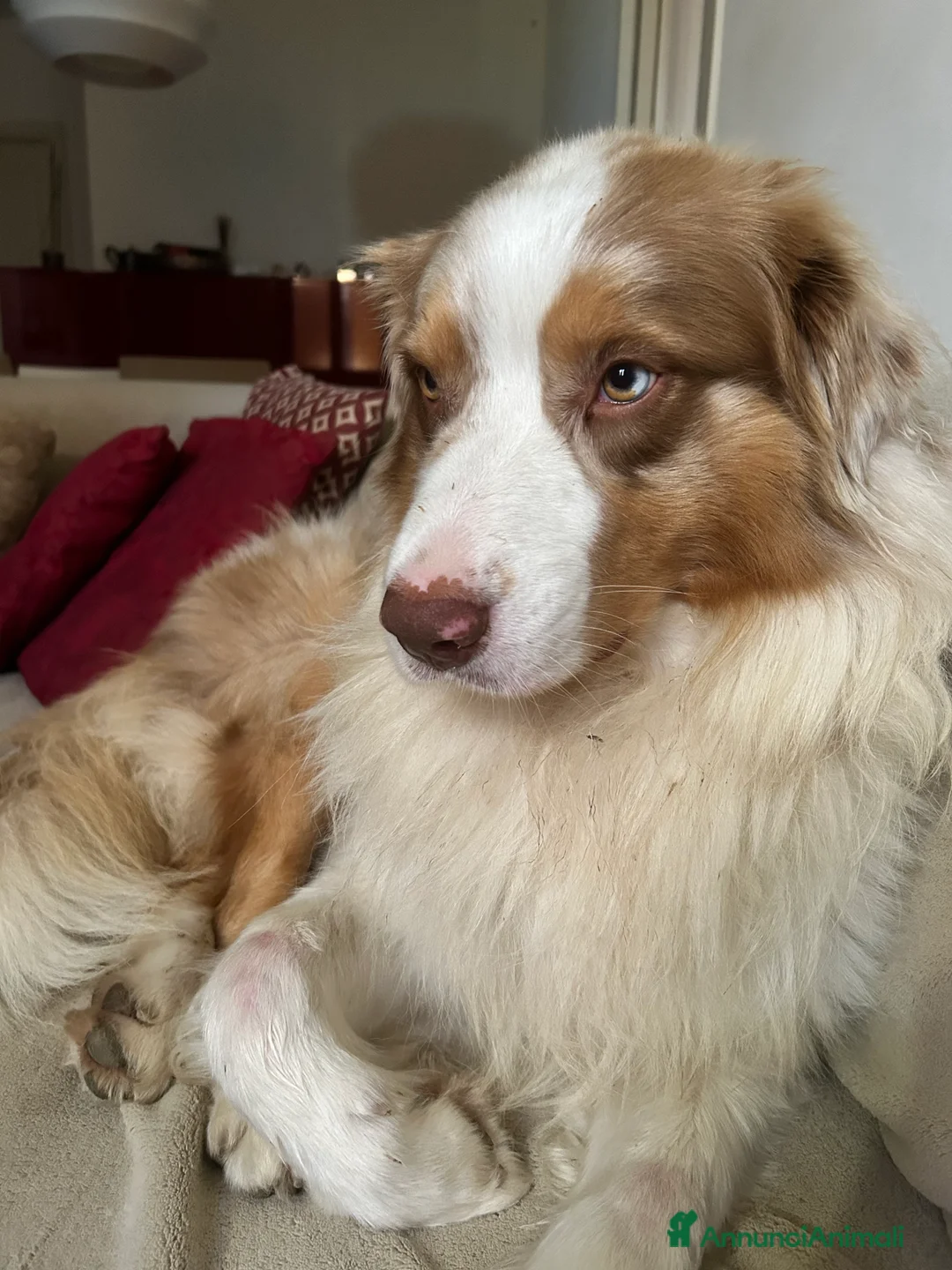 Australian Shepherd cani per accoppiamento: Fidanzata per Tito a Provincia di Lucca - Annuncio 3