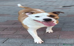 American Staffordshire cani in regalo: MAYA BELLISSIMA AMSTAFF a Città metropolitana di Milano - Immagine 2