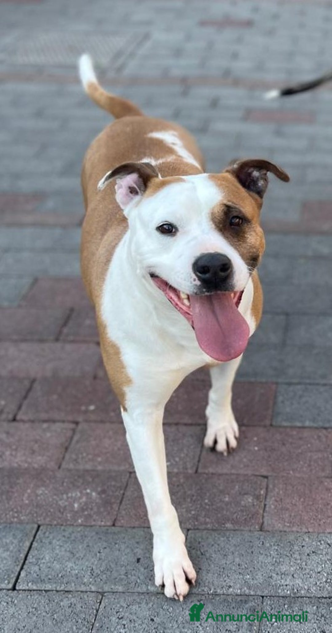 American Staffordshire cani in regalo: MAYA BELLISSIMA AMSTAFF a Città metropolitana di Milano - Immagine 2