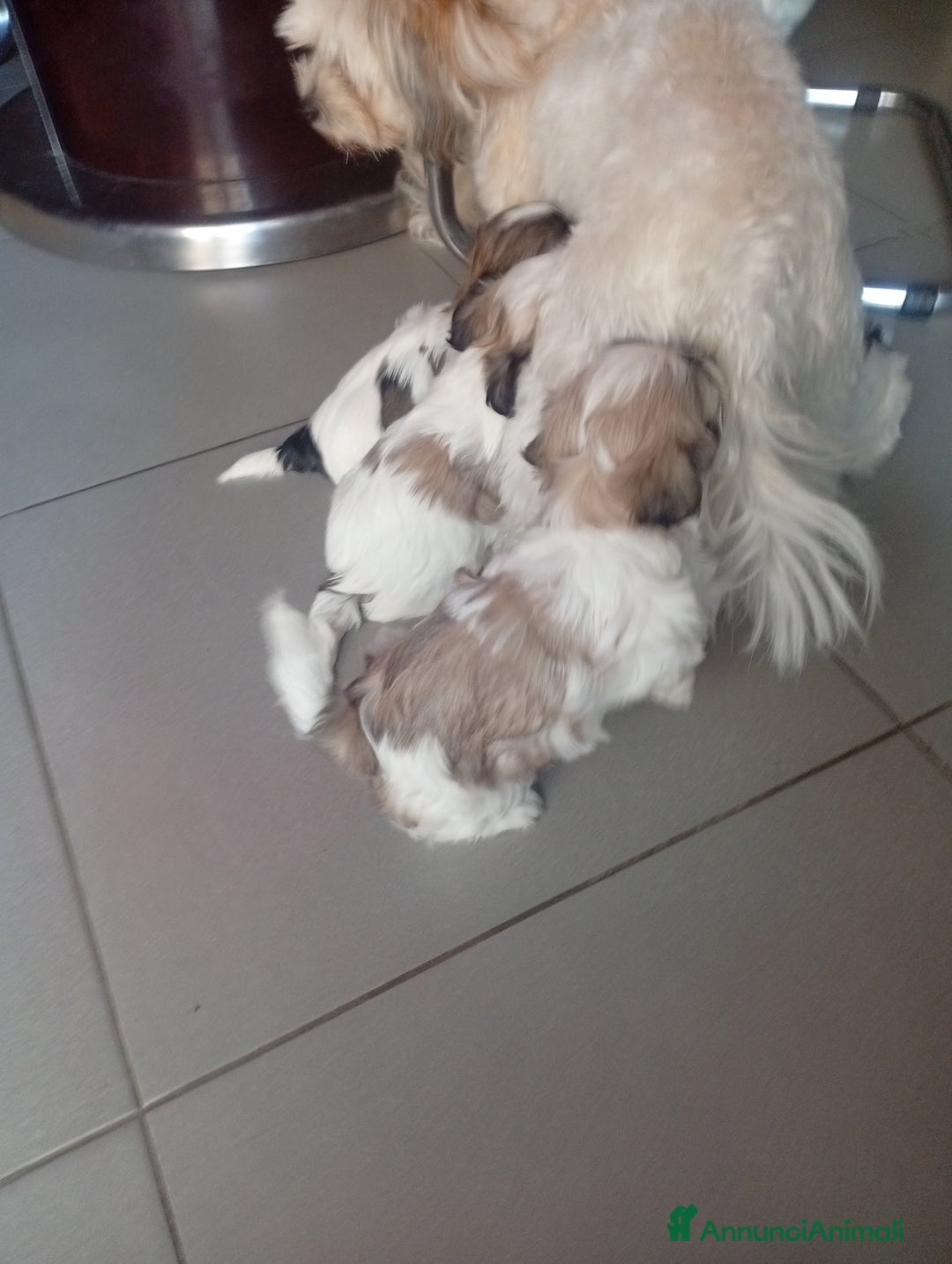 Shih Tzu cani in vendita: Shitzu  - Annuncio 2