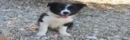 Border Collie cani in vendita: Cuccioli di border collie ( bordercollie) - Annuncio 4