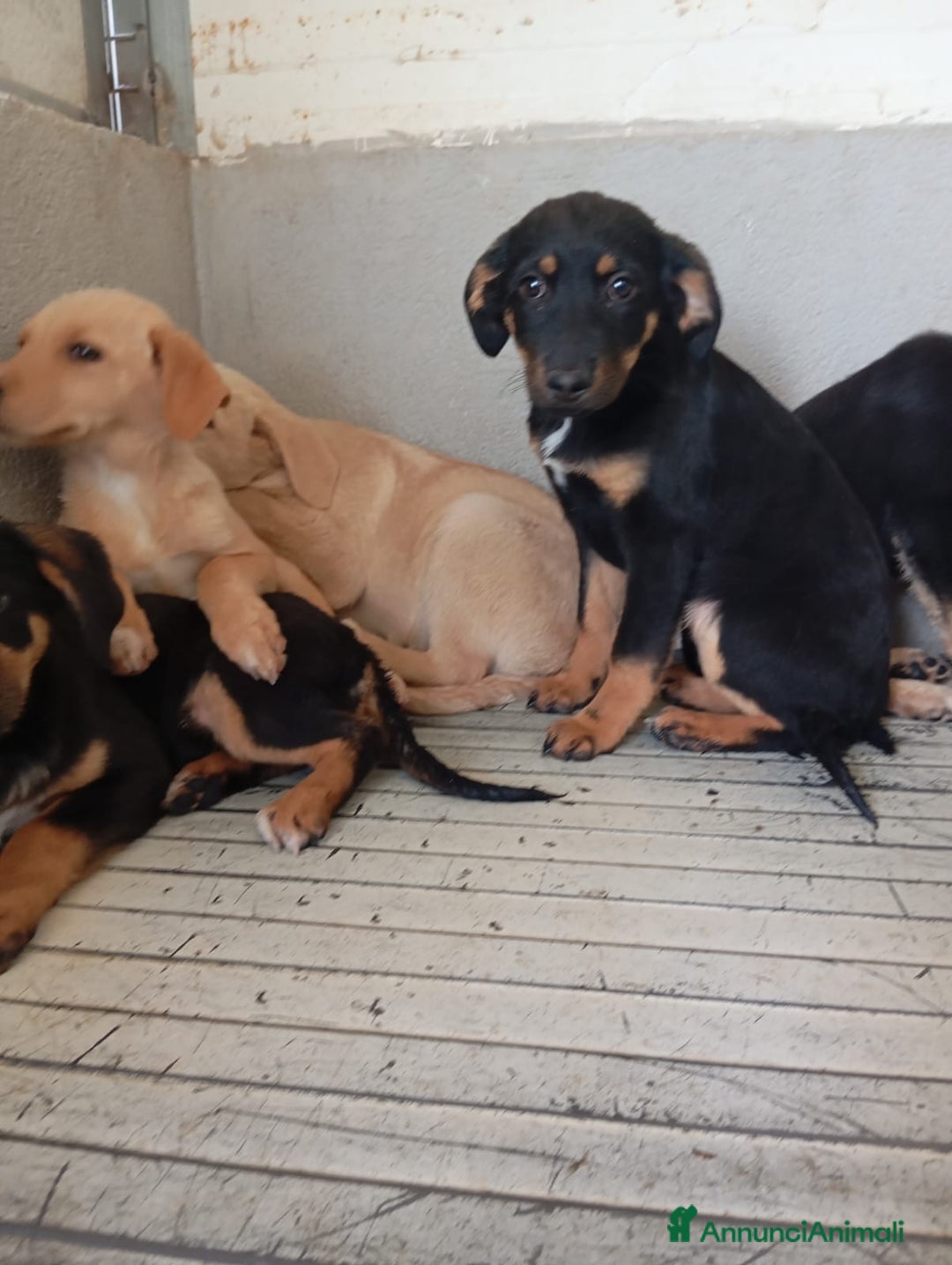 Meticcio cani in regalo: Mirtilla, mix pastorina!  - Annuncio 3