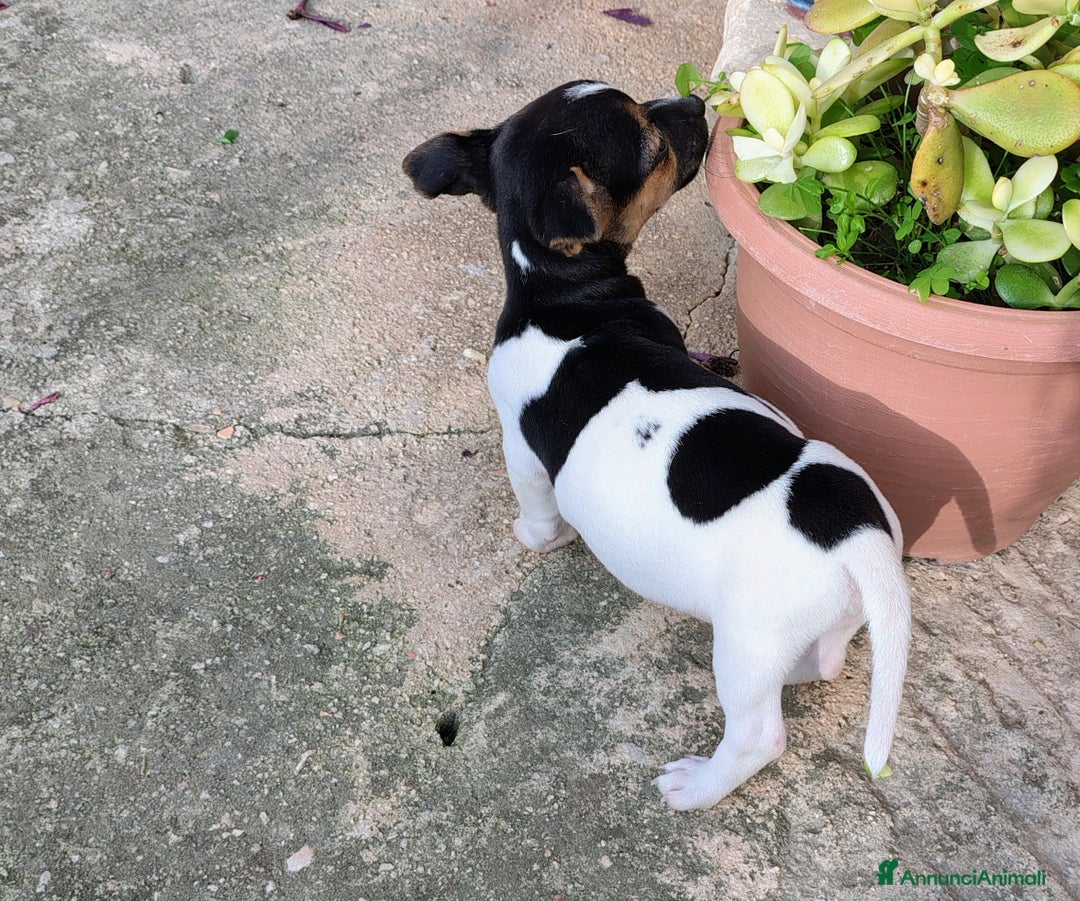 Jack Russell cani in vendita: Cuccioli jack russel  - Annuncio 9