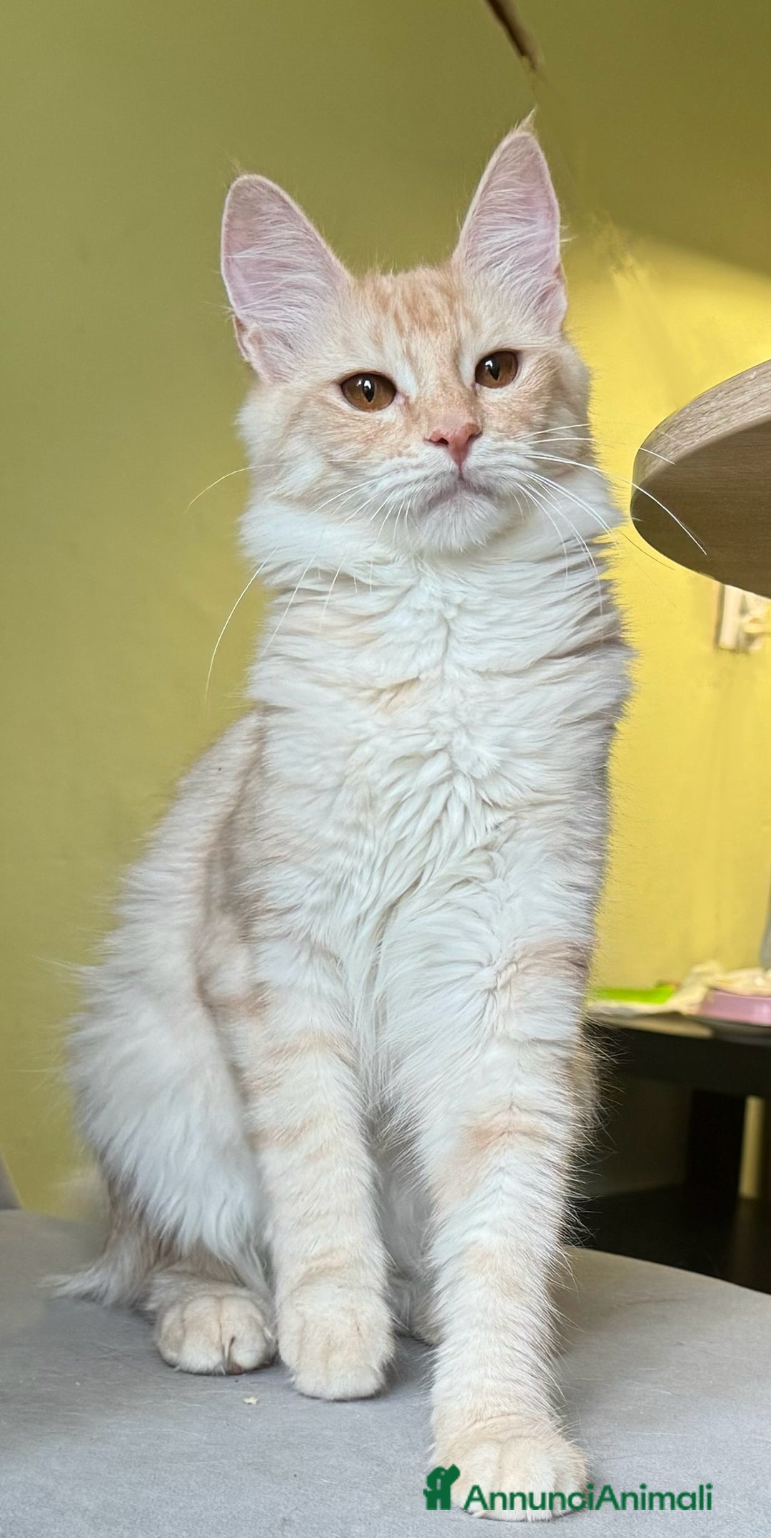 Angora turco gatti in vendita: Angora Turco, Gatto di razza  - Annuncio 3