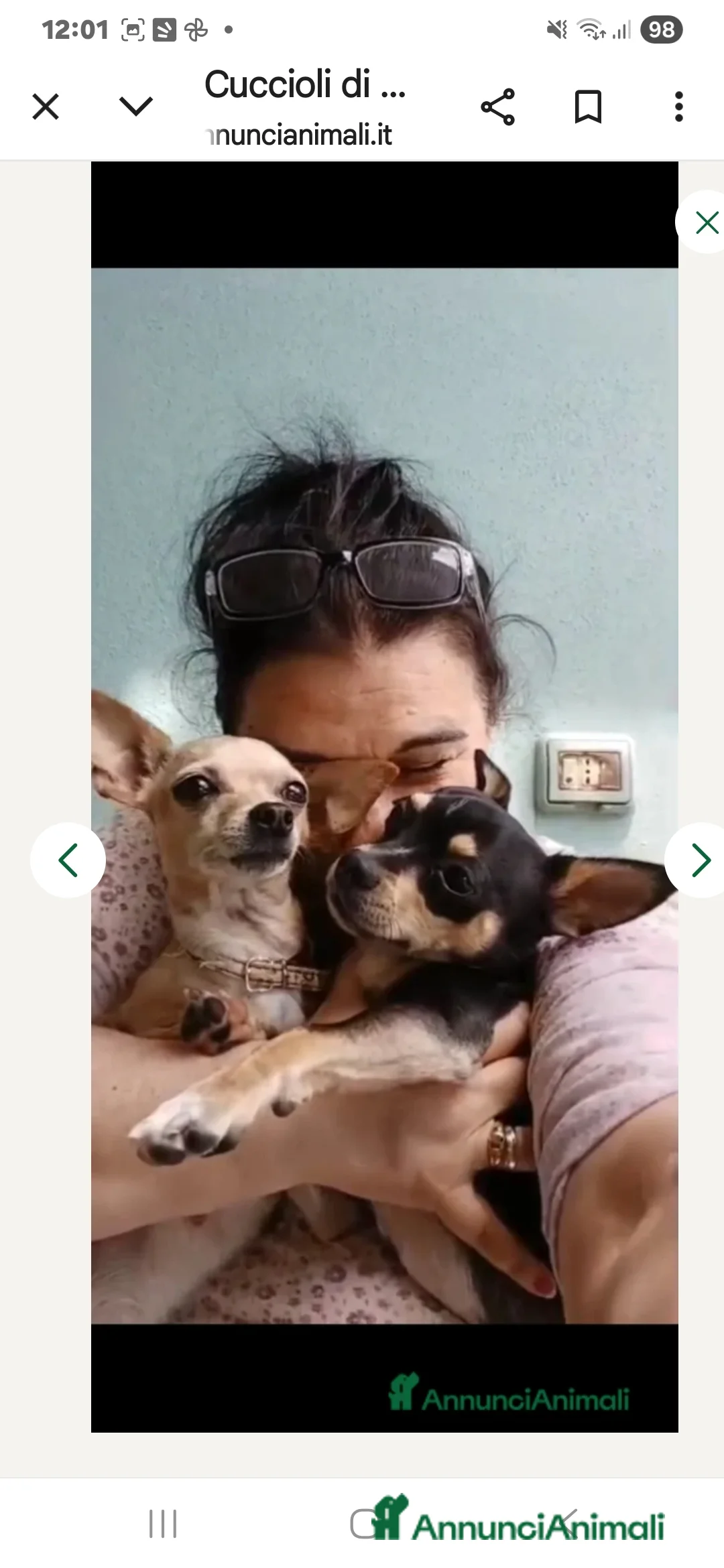 Chihuahua cani in vendita: Cuccioli di chihuahua - Annuncio 11