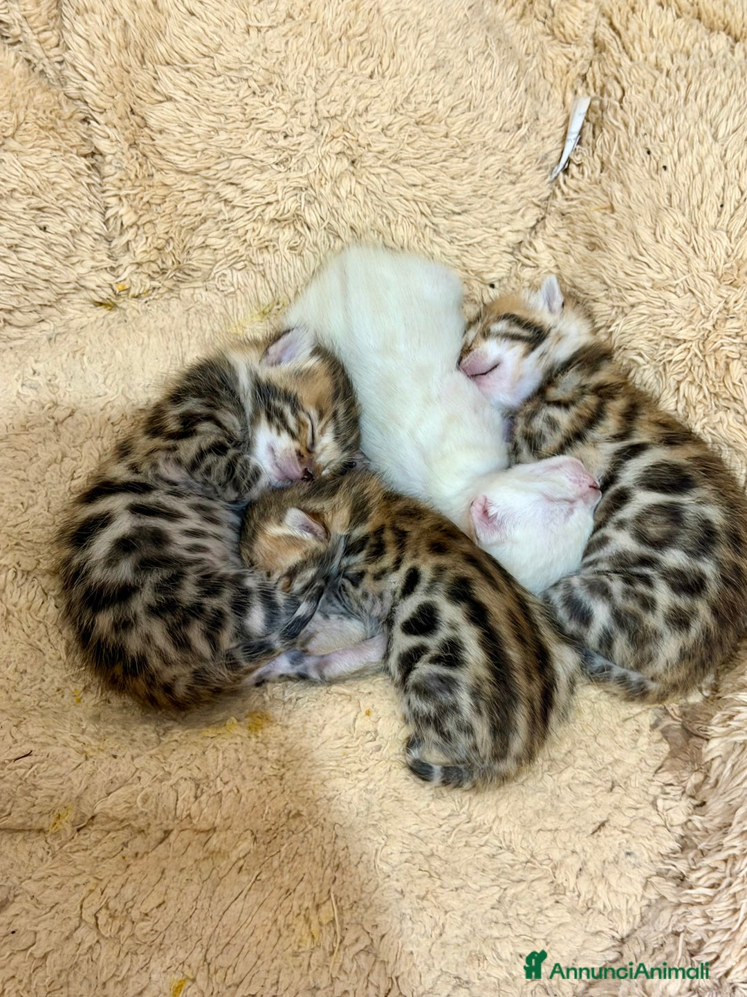 Bengala gatti in vendita: Gatto bengala  - Annuncio 4