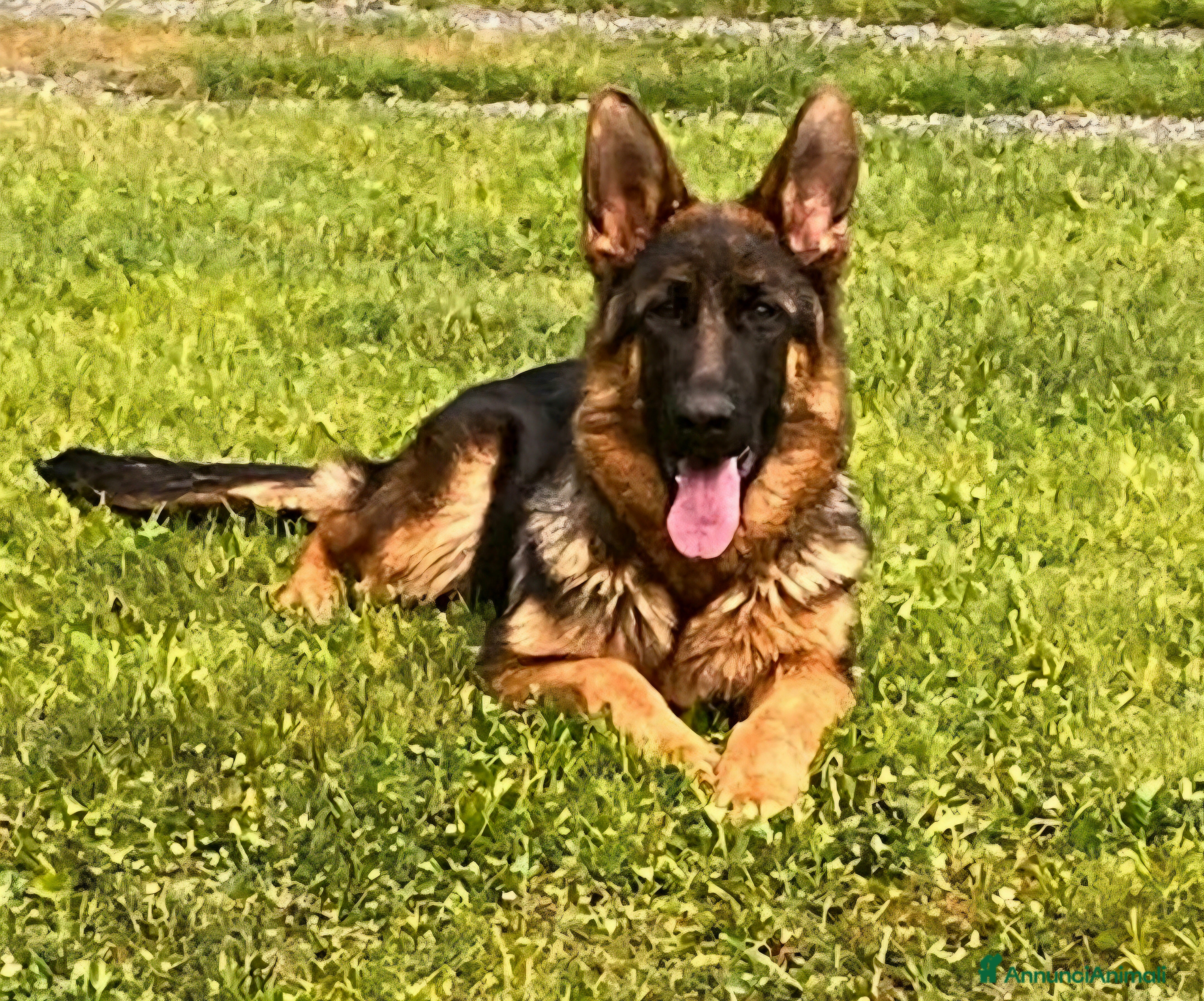 Pastore Tedesco cani Cucciolona pastore tedesco  - Annuncio 2