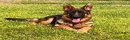 Pastore Tedesco cani in vendita: Cucciolona pastore tedesco  - Annuncio 1