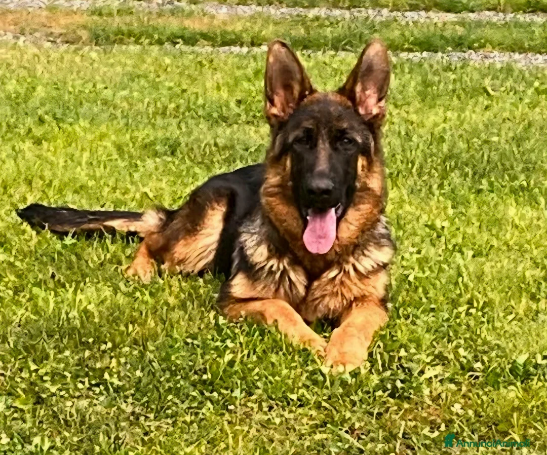 Pastore Tedesco cani in vendita: Cucciolona pastore tedesco  - Annuncio 1