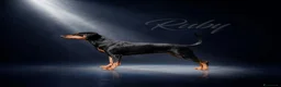 Pinscher Tedesco cani in vendita: Cuccioli di German Pinscher a Città Metropolitana di Firenze - Annuncio 5