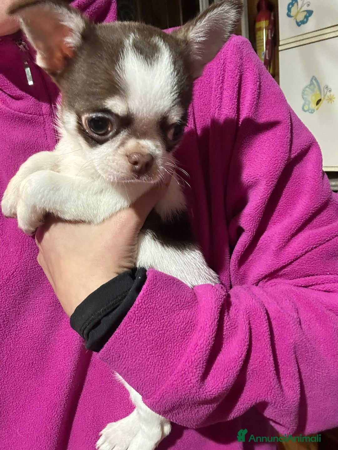 Chihuahua cani in vendita: CHIHUAHUA PC maschio - Annuncio 3
