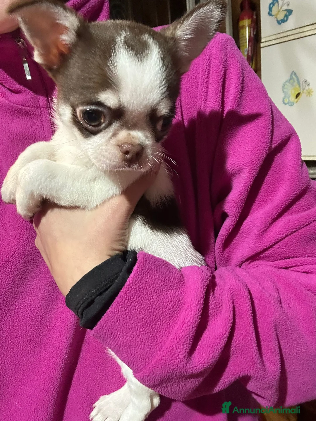 Chihuahua cani in vendita: CHIHUAHUA PC maschio - Annuncio 3