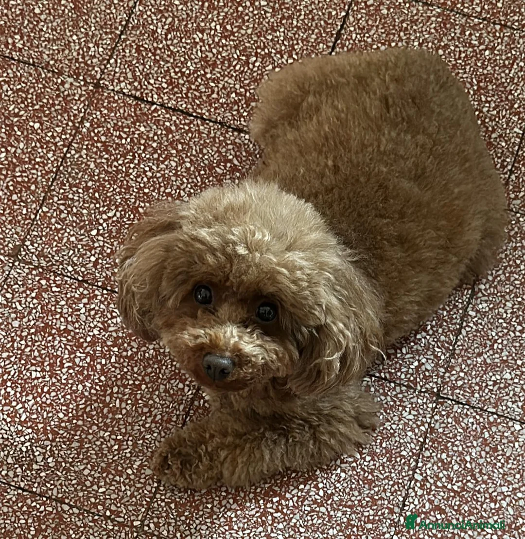 Barboncino cani in vendita: Splendidi Cuccioli di Barboncino con Pedigree ENCI a Provincia di Potenza - Annuncio 2