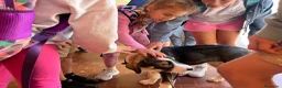 Pastore Asia Centrale cani in vendita: Cucciola di Pastore dell’Asia Centrale - Annuncio 14