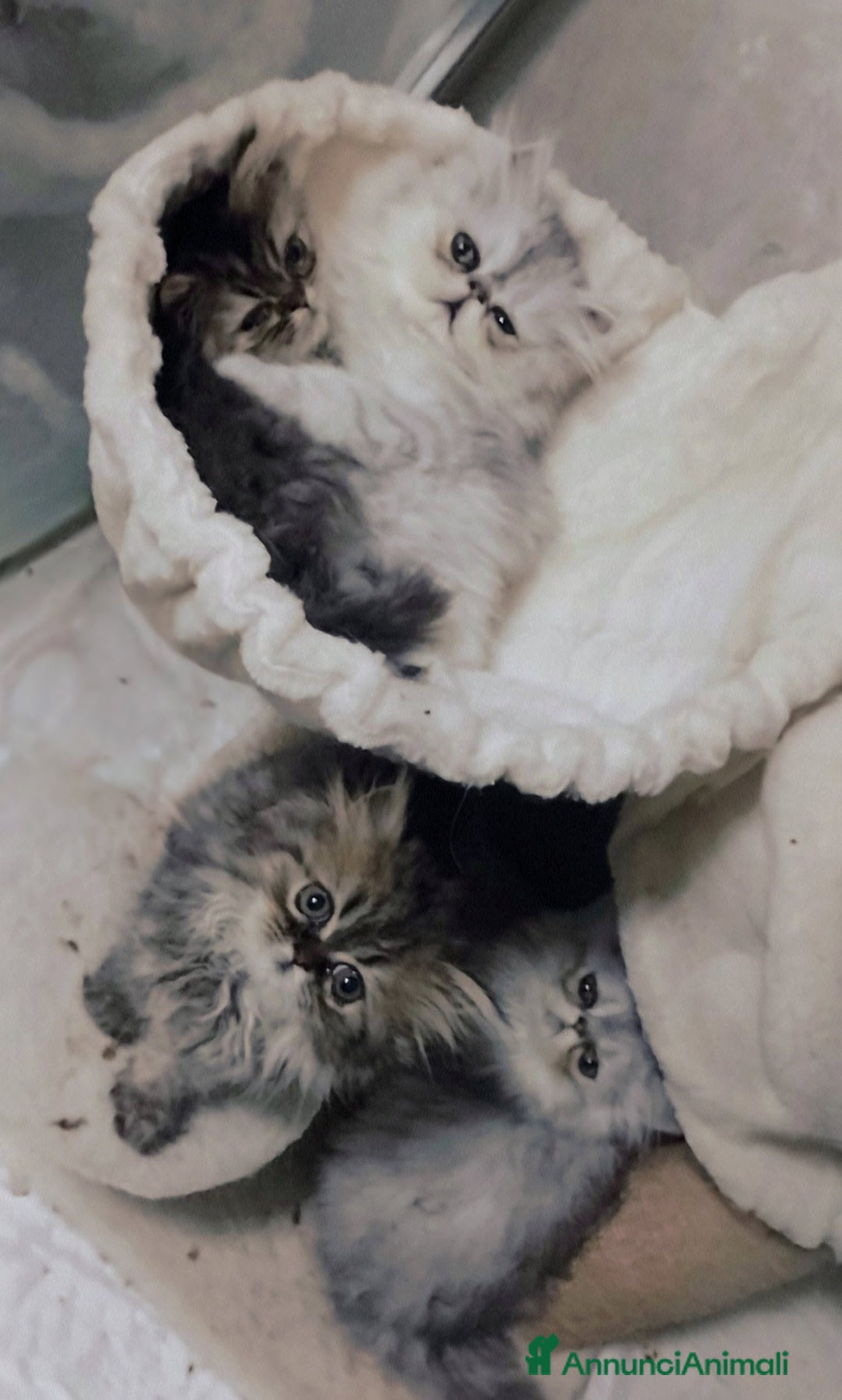 Persiano gatti in vendita: Splendidi cuccioli persiani  - Annuncio 4