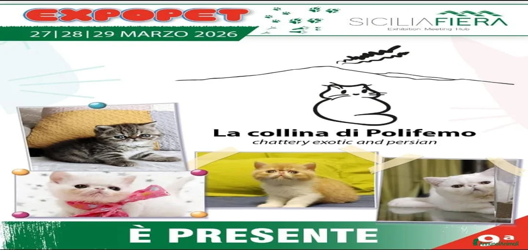 Immagine della galleria {{count}}