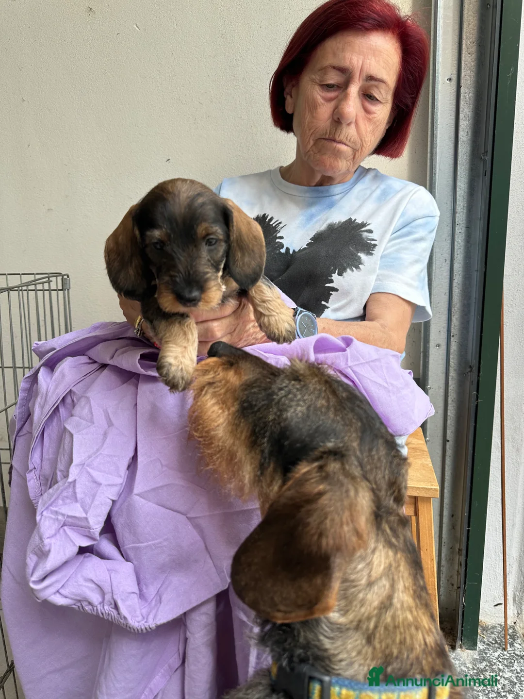 Bassotto cani in vendita: Bassotto a pelo duro  - Annuncio 2