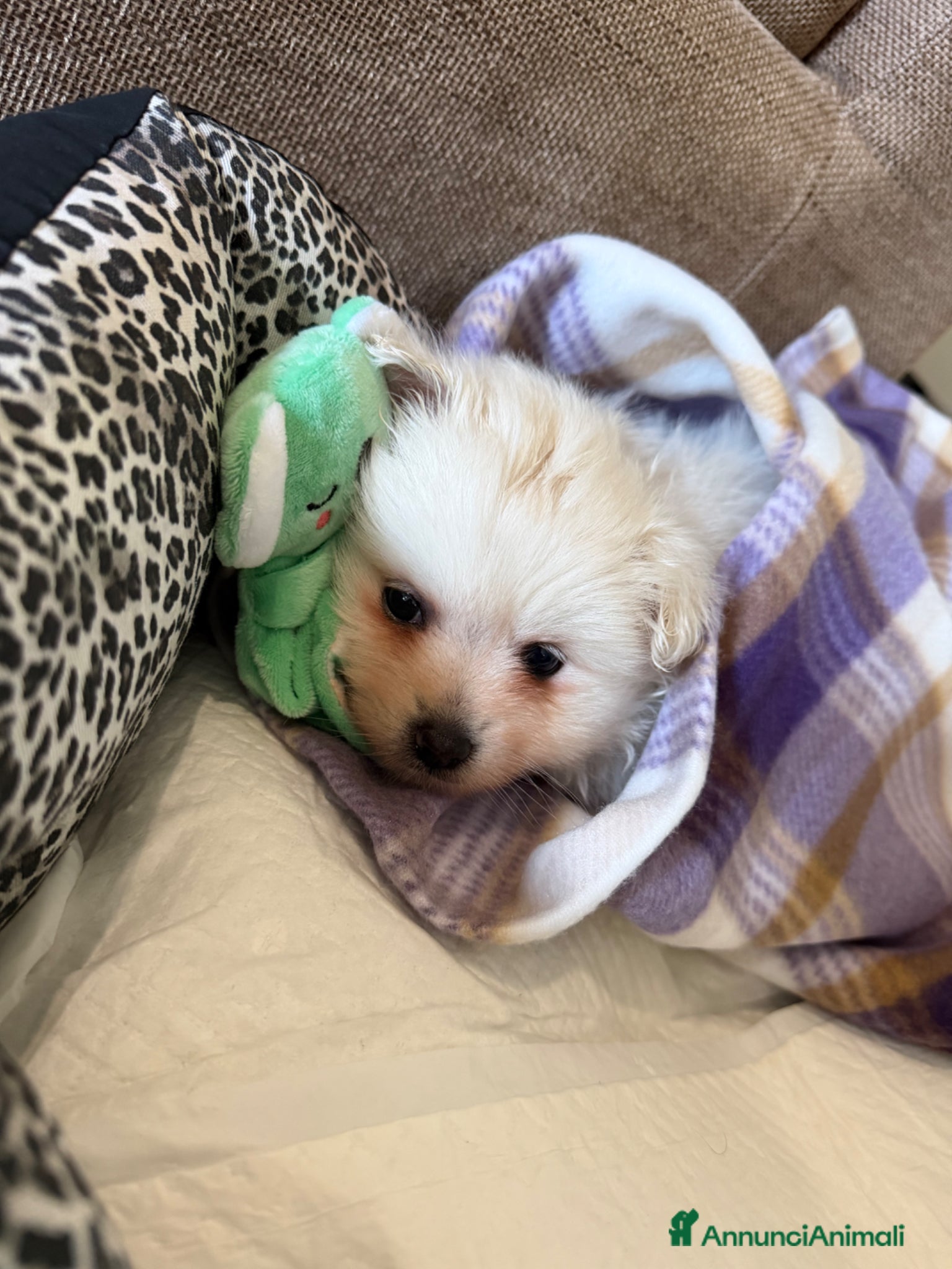Volpino Pomerania cani Cucciola di Pomerania  - Annuncio 8