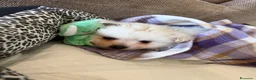 Volpino Pomerania cani in vendita: Cucciola di Pomerania  - Annuncio 1