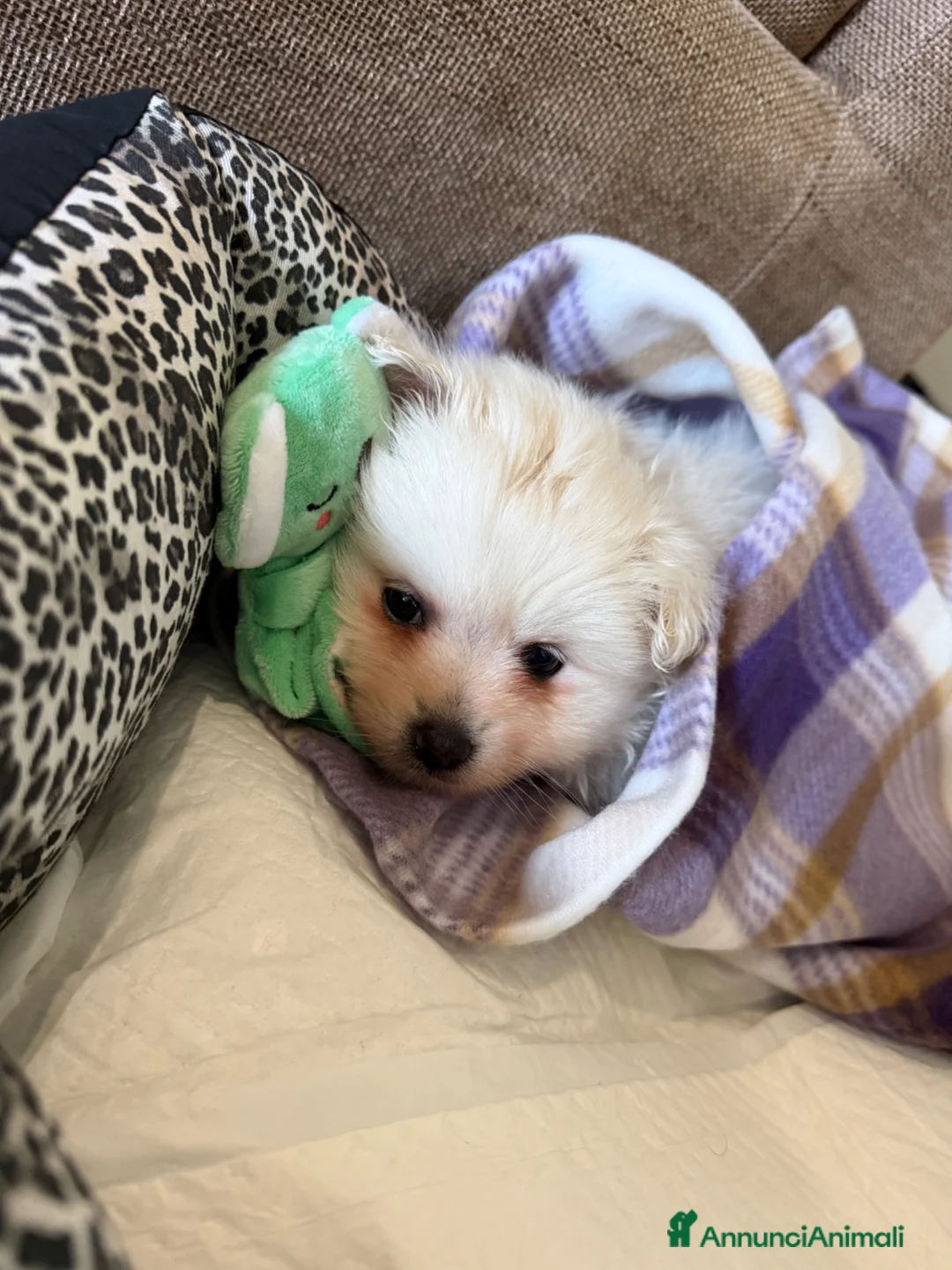 Volpino Pomerania cani in vendita: Cucciola di Pomerania  - Annuncio 1
