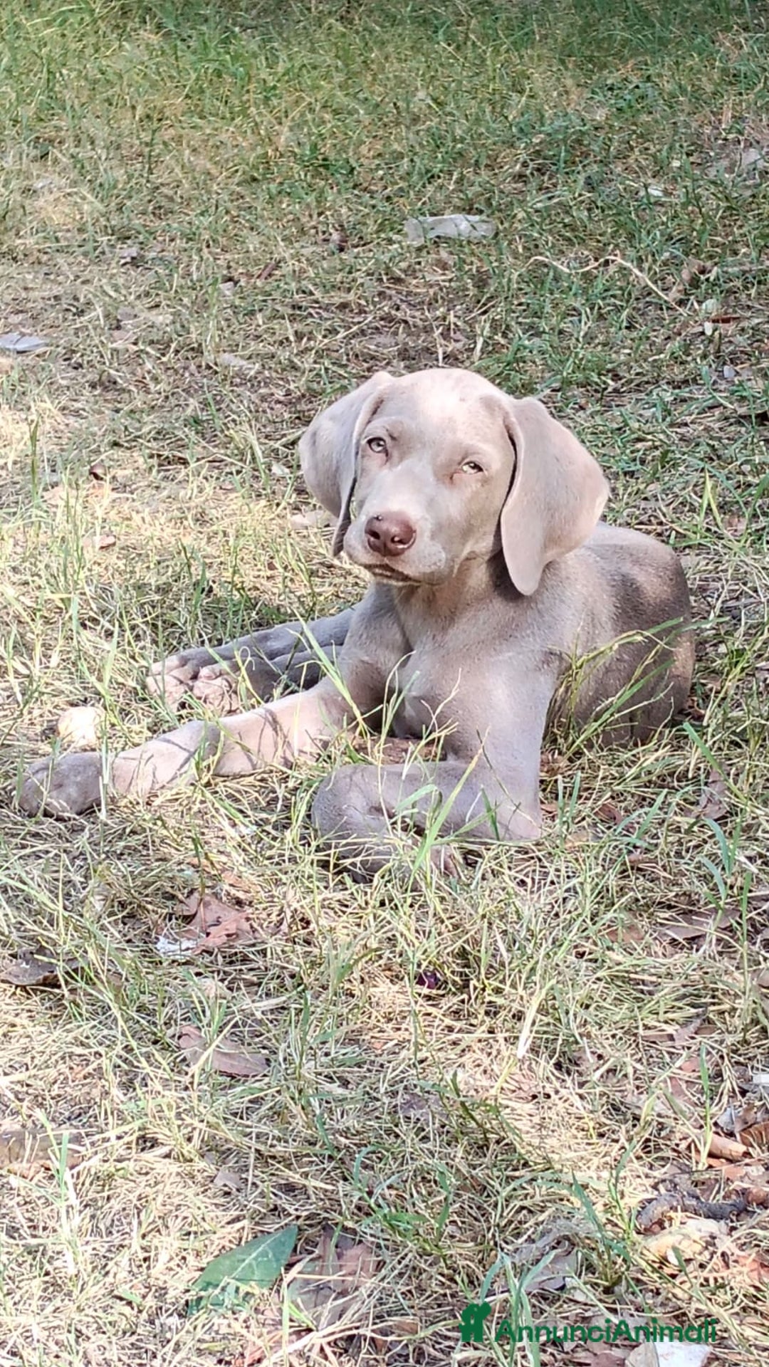 Weimaraner cani in vendita: Cuccioli weimaraner  - Annuncio 3