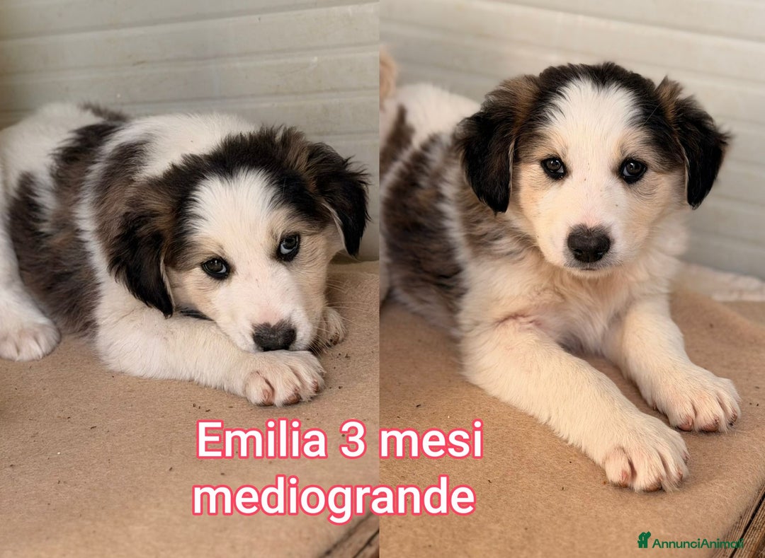 Meticcio cani in regalo: CUCCIOLI SOLI ED ESCLUSI! - Annuncio 1