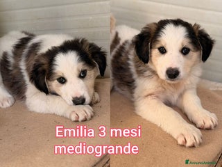 Meticcio cani CUCCIOLI SOLI ED ESCLUSI! - Annuncio 1