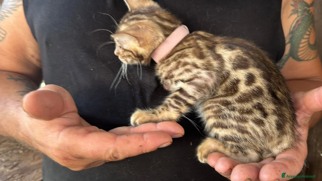Bengala gatti in vendita: Cucciola bengal con difetto  - Annuncio 2