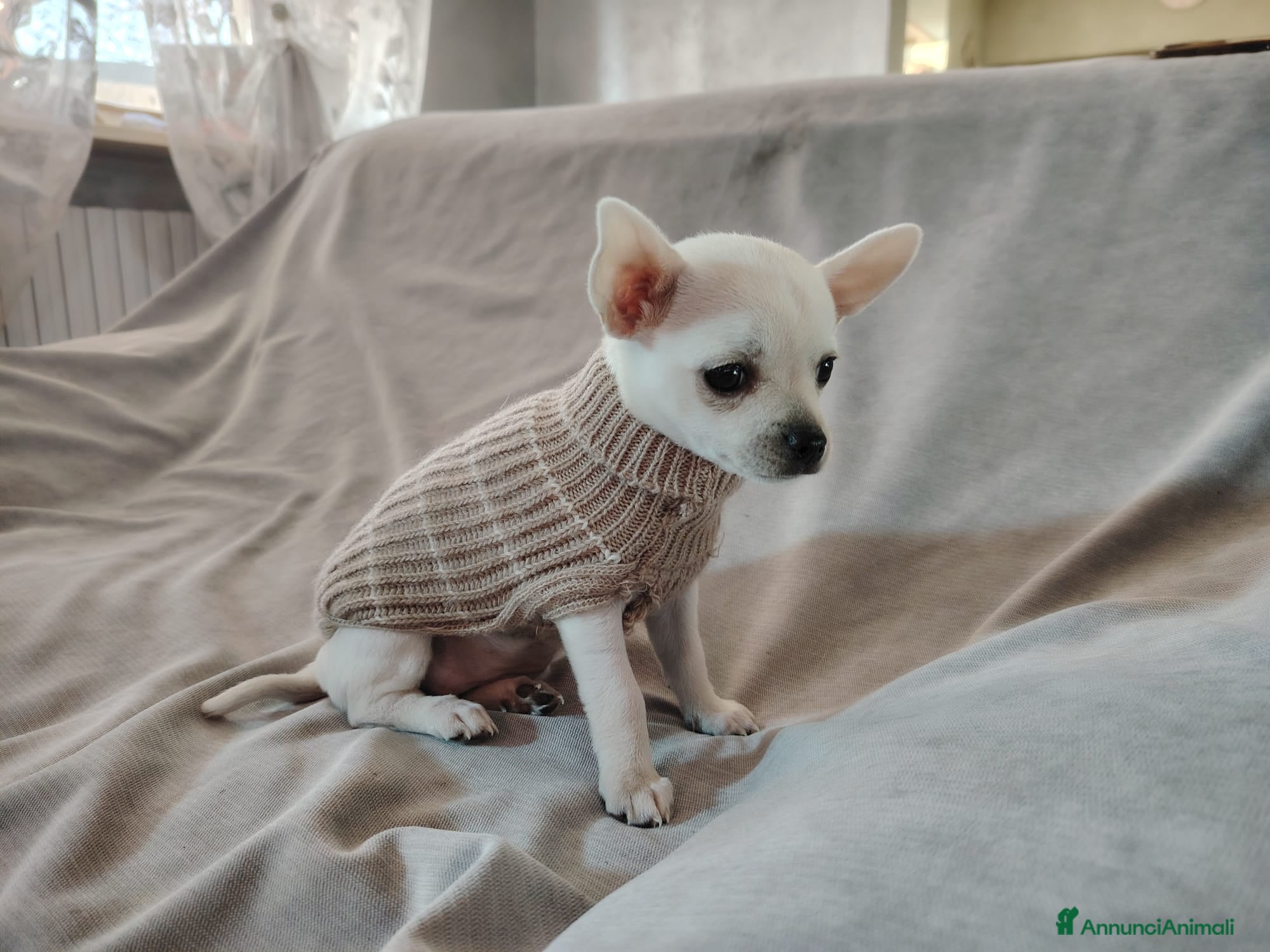 Chihuahua cani Cucciola Chihuahua  - Annuncio 2