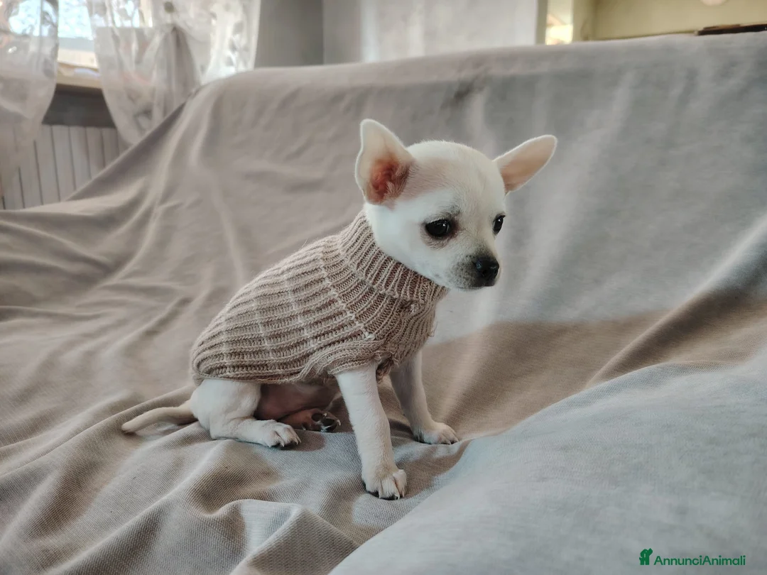 Chihuahua cani in vendita: Cucciola Chihuahua  - Annuncio 1