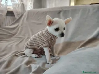 Chihuahua cani Cucciola Chihuahua - Annuncio 2