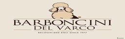 Barboncino cani in vendita: Barboncini Nani disponibili con Pedigree ENCI  - Annuncio 8