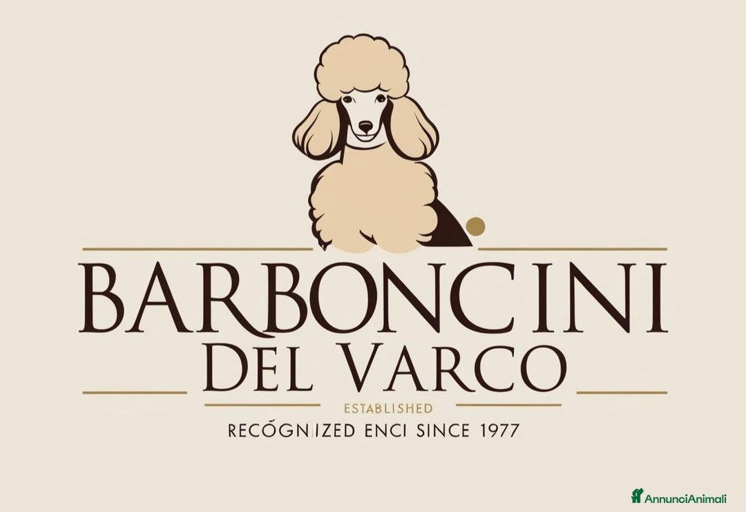 Barboncino cani in vendita: Barboncini Nani disponibili con Pedigree ENCI  - Annuncio 8
