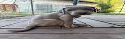 Weimaraner cani in vendita: Cucciolata di 6 Weimaraner  - Annuncio 6