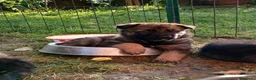 Pastore Tedesco cani in vendita: Cuccioli disponibili di Pastore Tedesco a Provincia di Modena - Annuncio 4