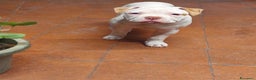 Bulldog cani in vendita: American bulldog  - Annuncio 9