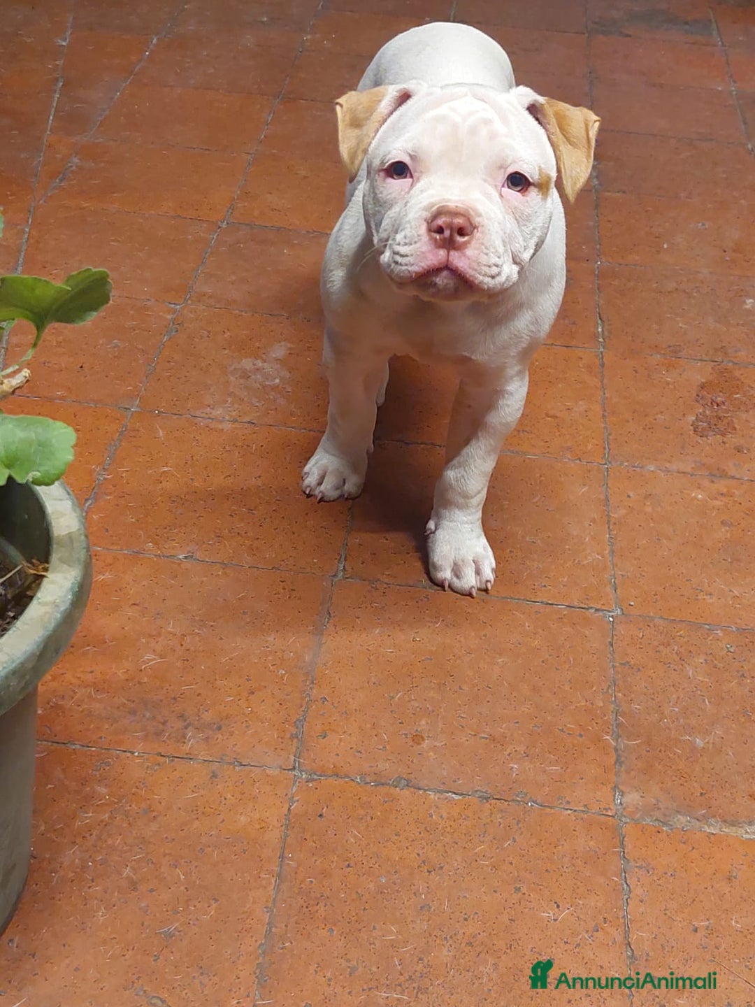 Bulldog cani in vendita: American bulldog  - Annuncio 9