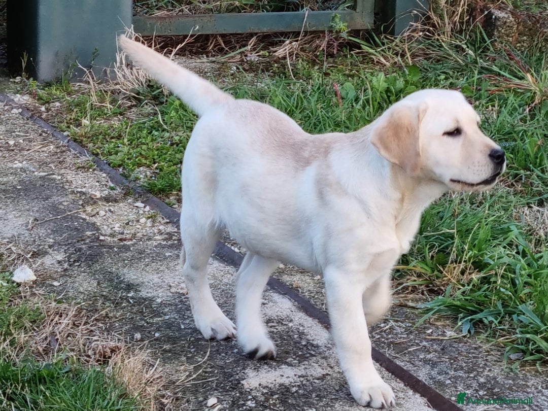 Labrador cani in vendita: Labrador  - Annuncio 1