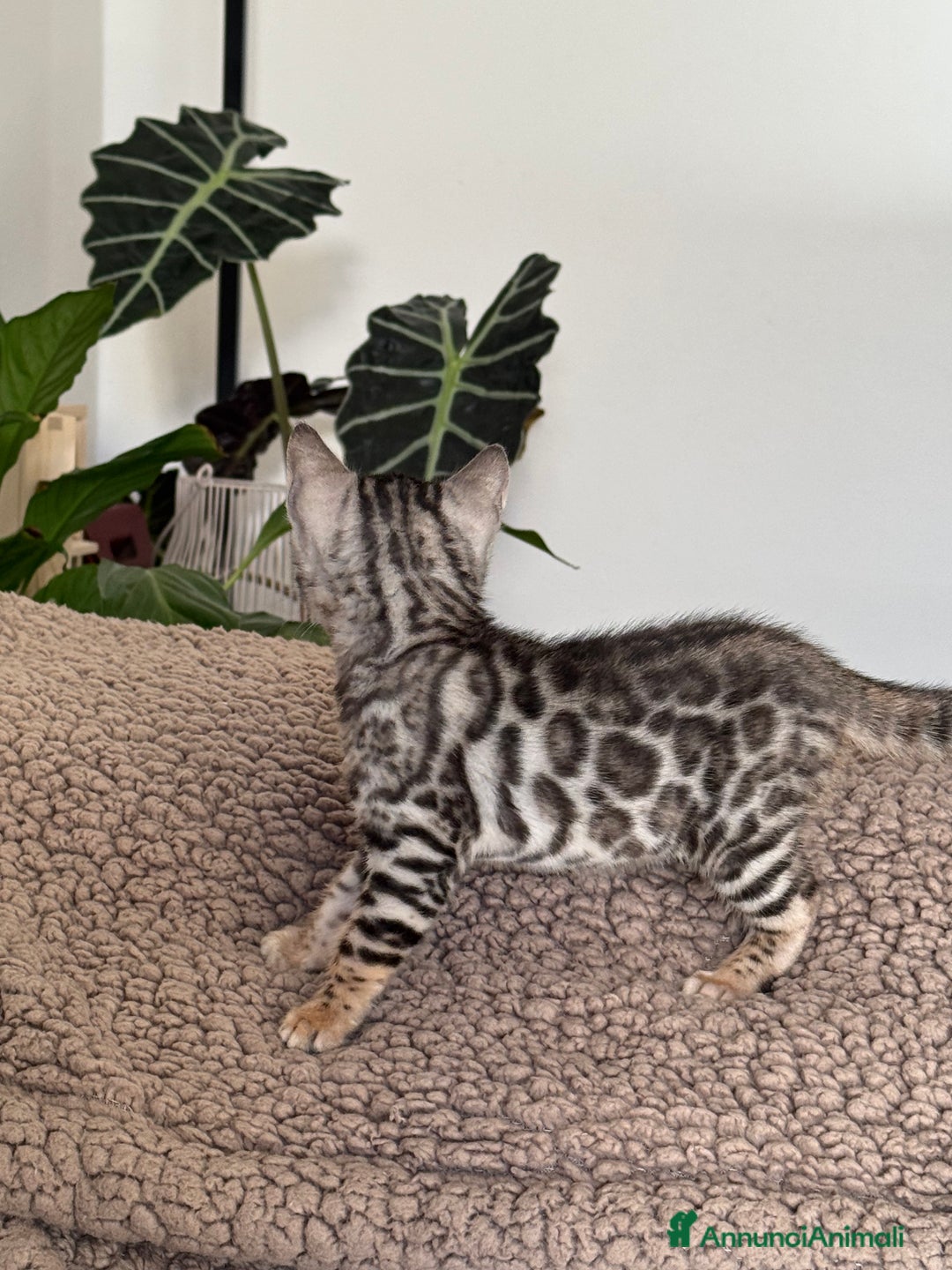 Bengala gatti in vendita: Cuccioli Bengala alta genealogia  a Provincia di Varese - Immagine 3