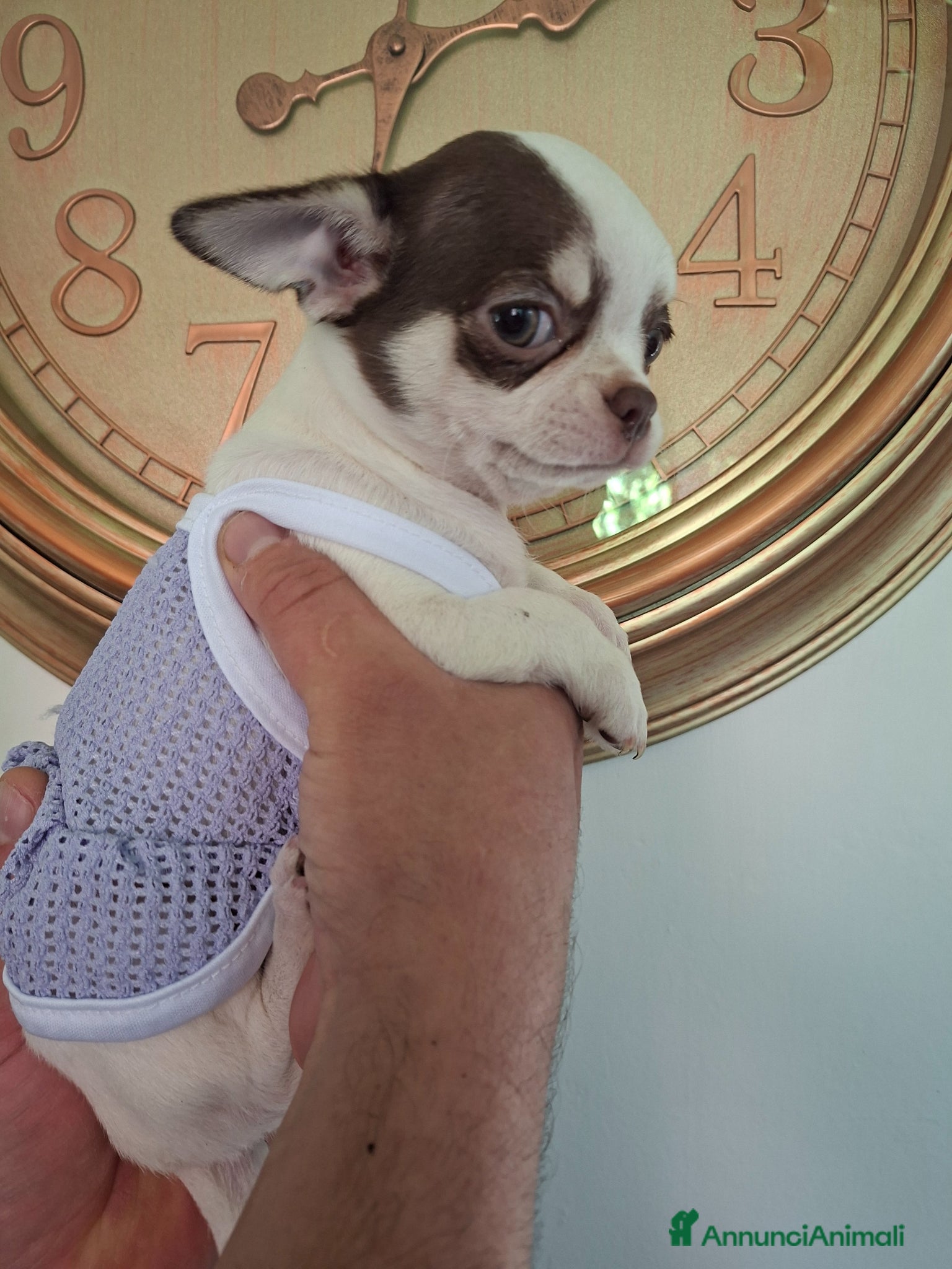 Chihuahua cani Femmina chihuahua  - Annuncio 1