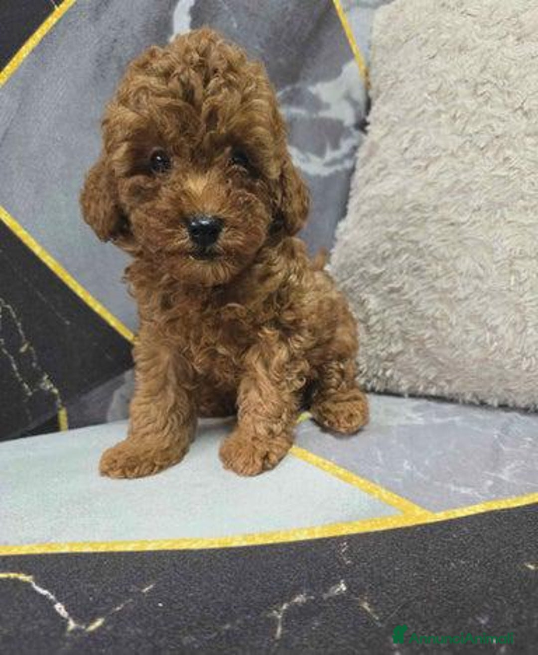 Barboncino Toy cani in vendita: Tre adorabili cuccioli di barboncino toy rossi - Annuncio 6