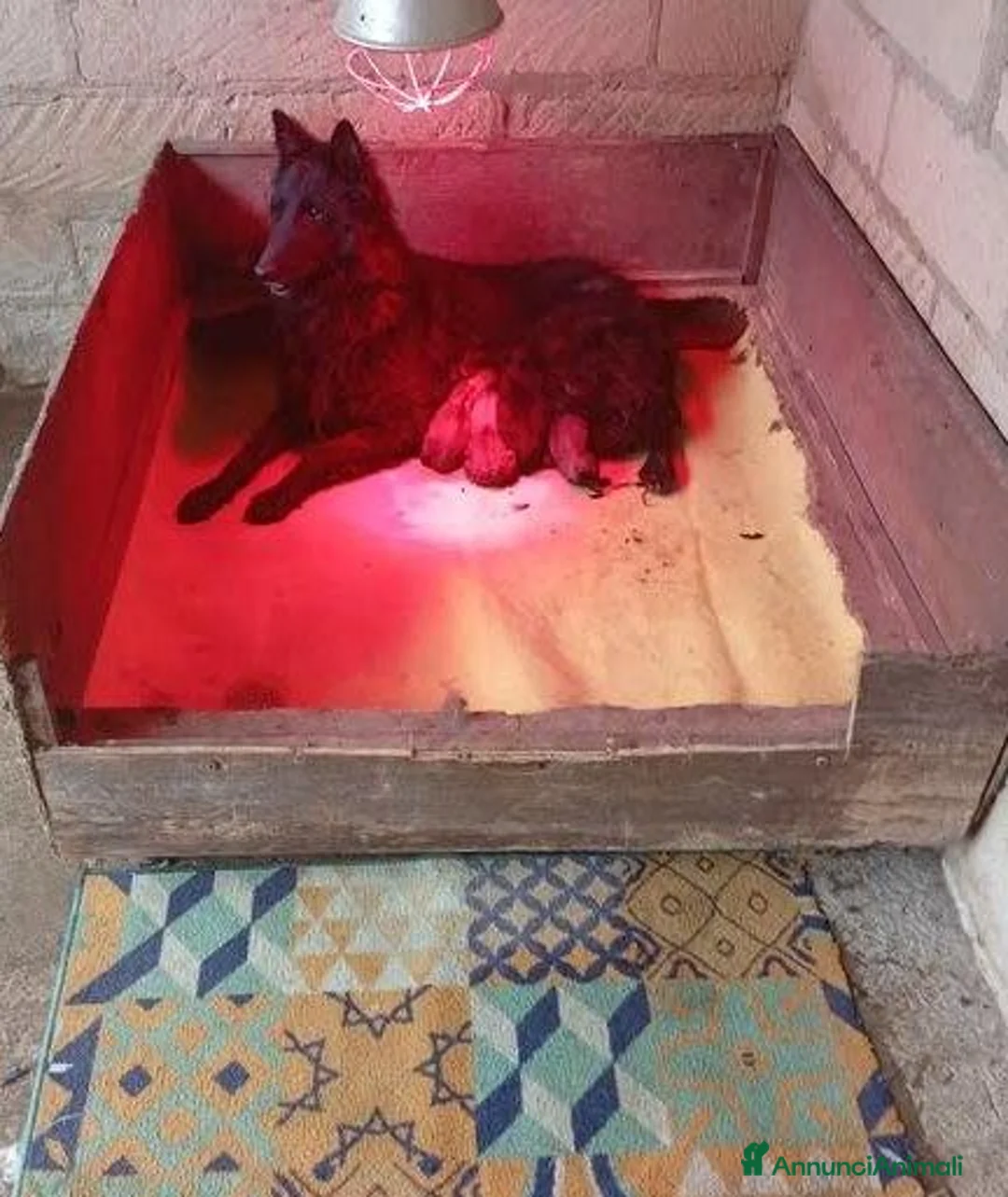 Pastore Belga cani in vendita: Pastore Belga Tervueren - Annuncio 1
