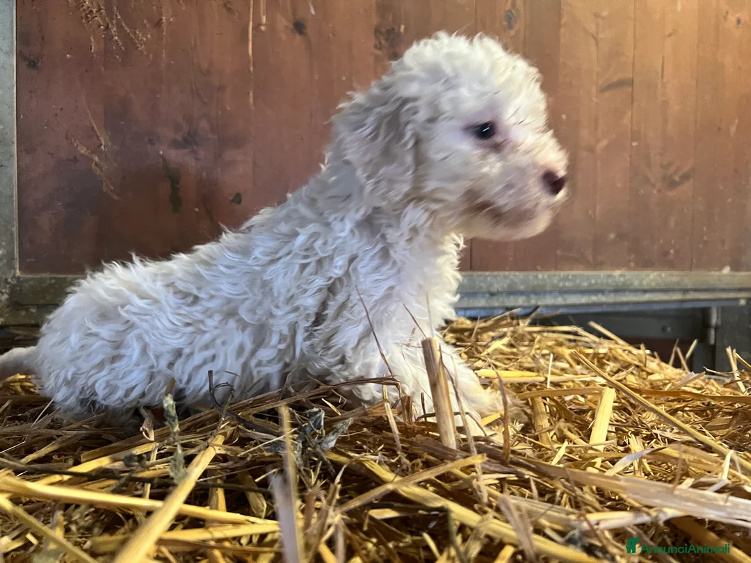 Lagotto cani in vendita: Cuccioli Lagotto - Annuncio 6